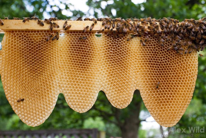 La Vida Secreta de las abejas