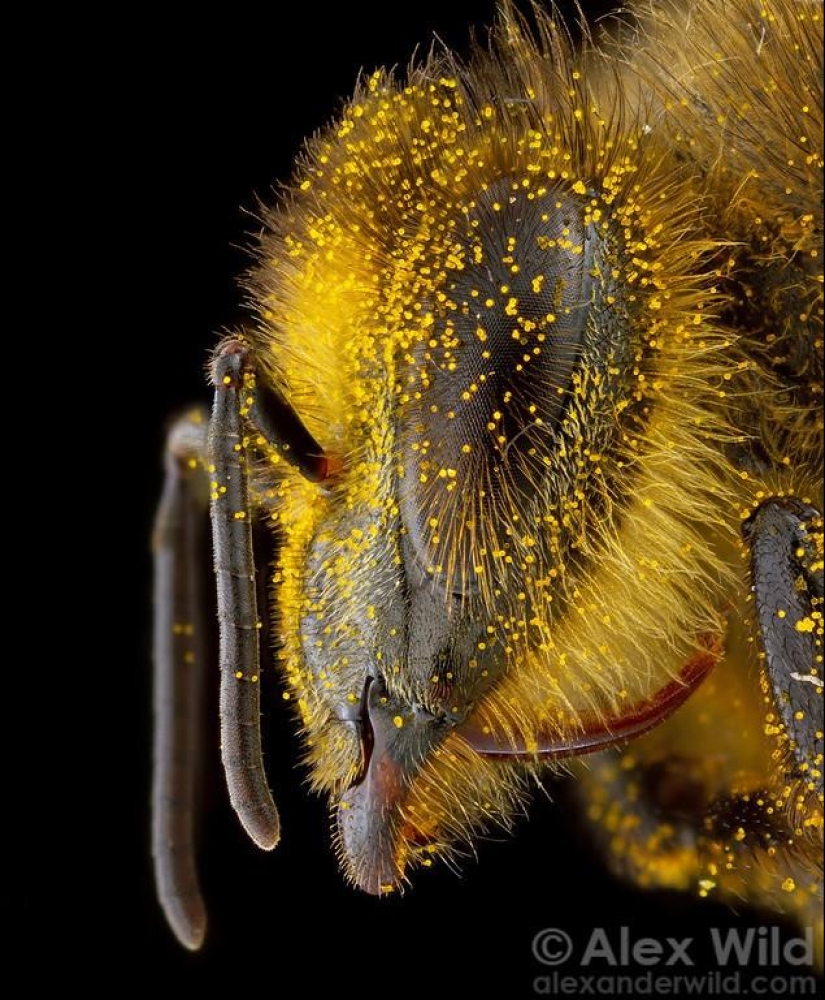La Vida Secreta de las abejas