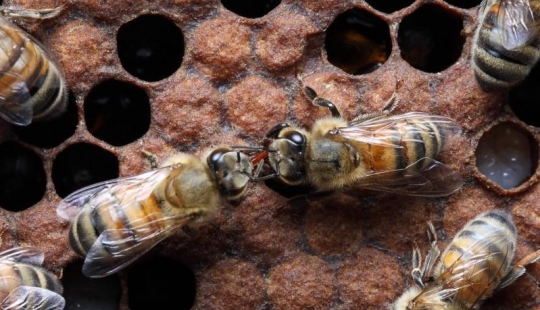 La Vida Secreta de las abejas