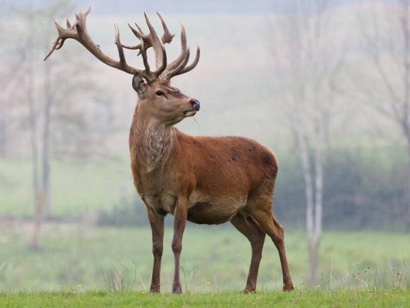 La vida secreta de los herbívoros: ¿por qué las ardillas, los conejos y los caballos comen carne?