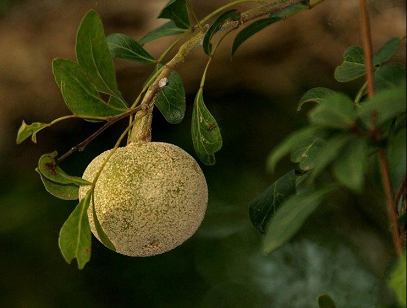 Las 10 Mejores Frutas Cítricas Que Probablemente Aún No hayas Probado