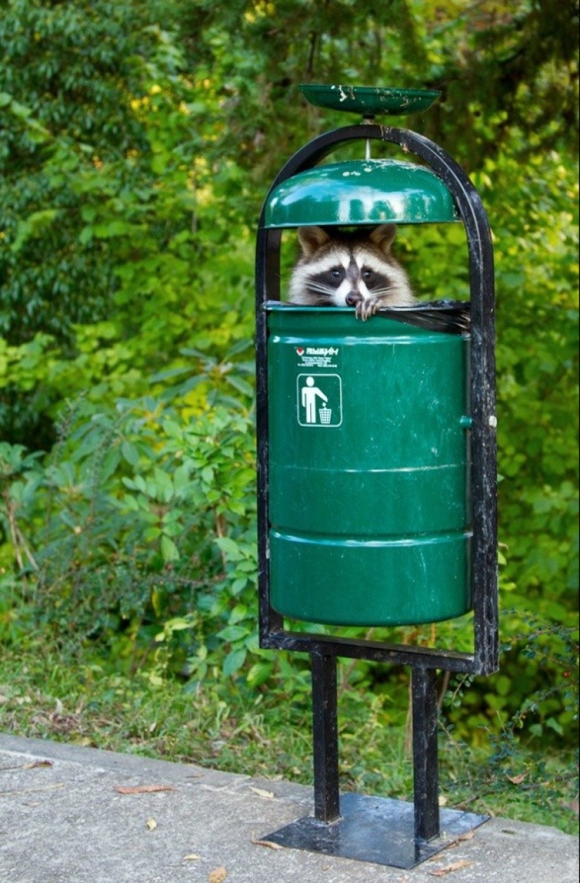 las 100 mejores fotos de Mapaches de todos los tiempos