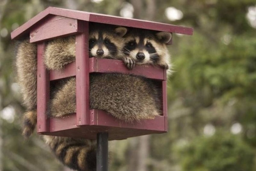 las 100 mejores fotos de Mapaches de todos los tiempos