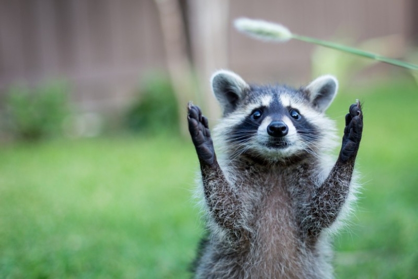 las 100 mejores fotos de Mapaches de todos los tiempos