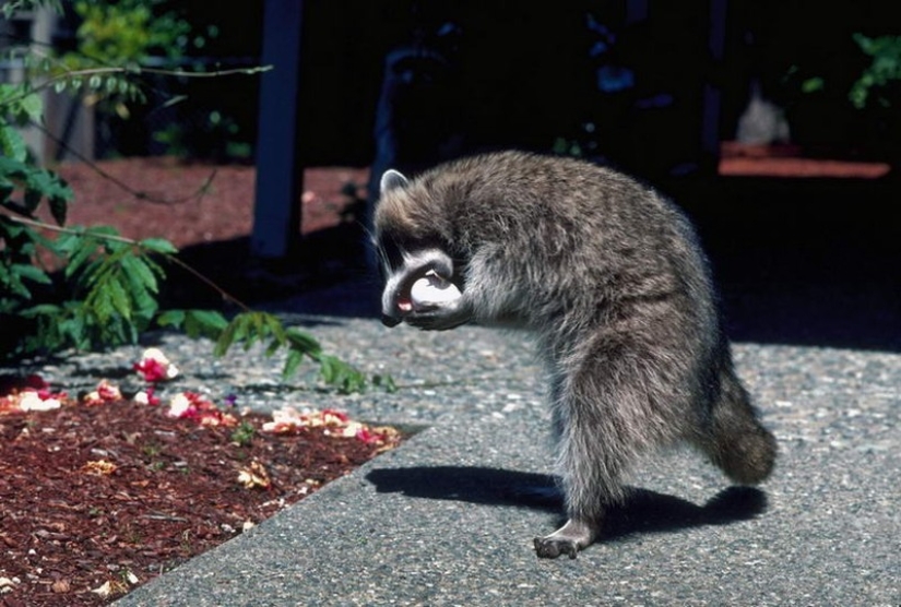 las 100 mejores fotos de Mapaches de todos los tiempos