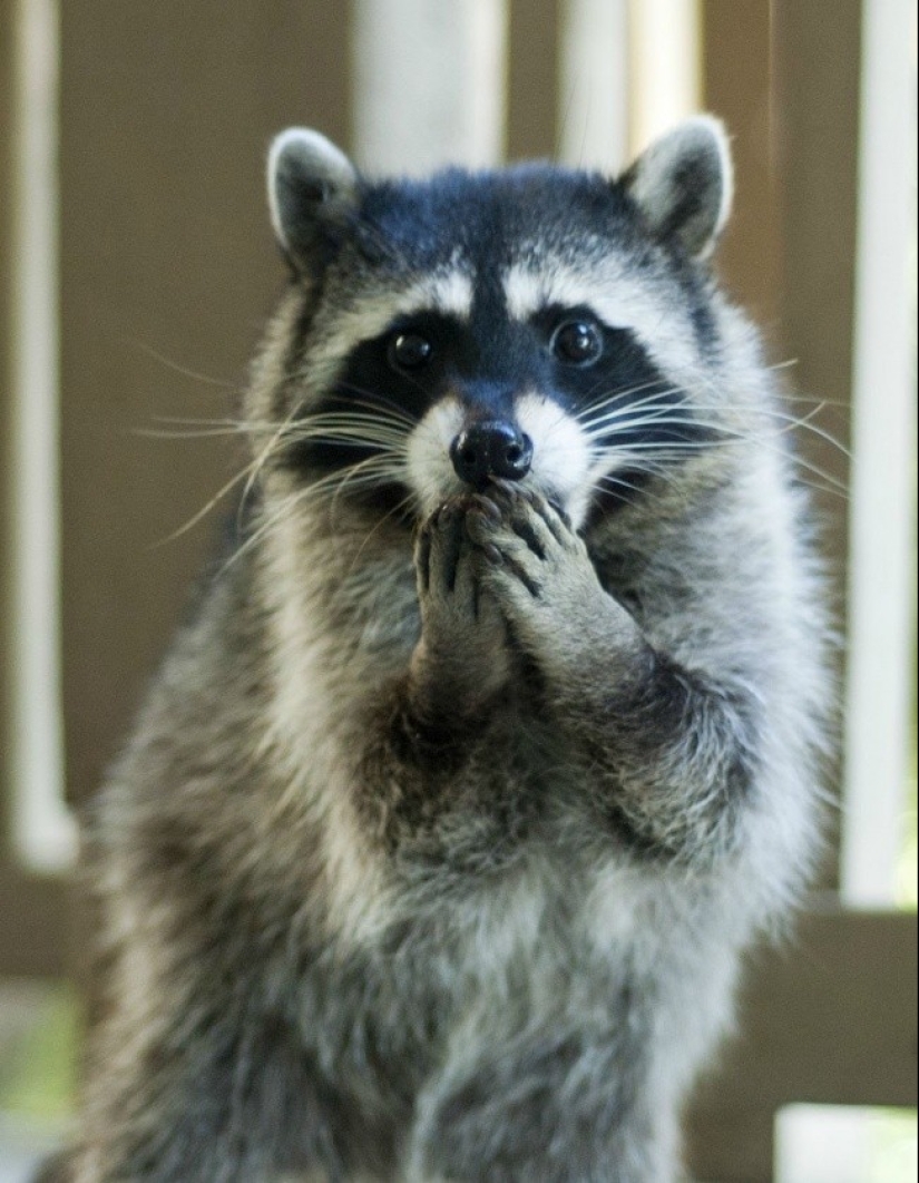 las 100 mejores fotos de Mapaches de todos los tiempos