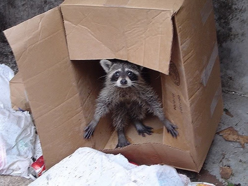 las 100 mejores fotos de Mapaches de todos los tiempos