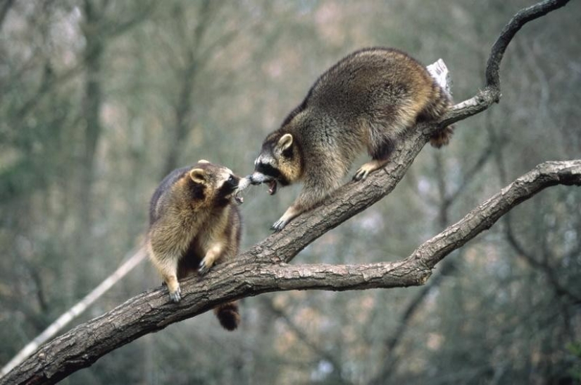 las 100 mejores fotos de Mapaches de todos los tiempos