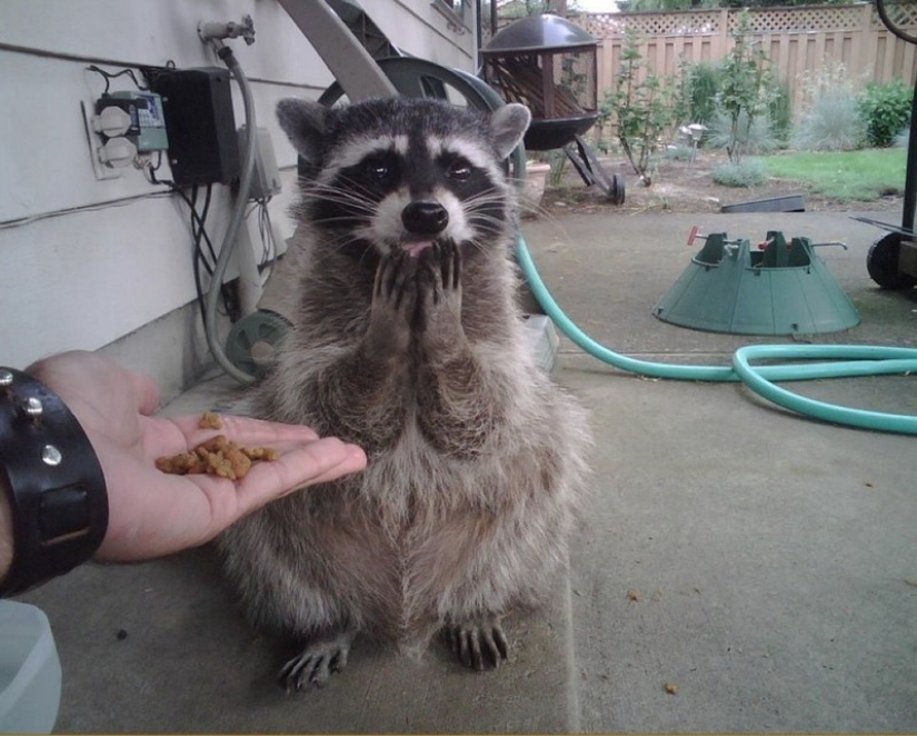 las 100 mejores fotos de Mapaches de todos los tiempos