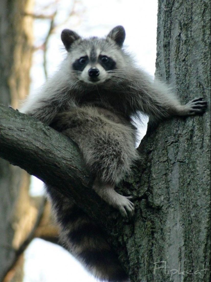 las 100 mejores fotos de Mapaches de todos los tiempos