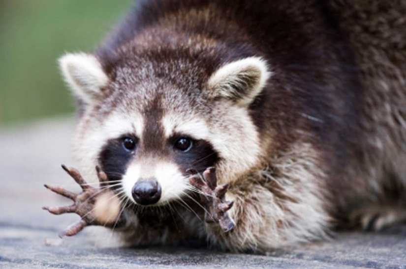 las 100 mejores fotos de Mapaches de todos los tiempos