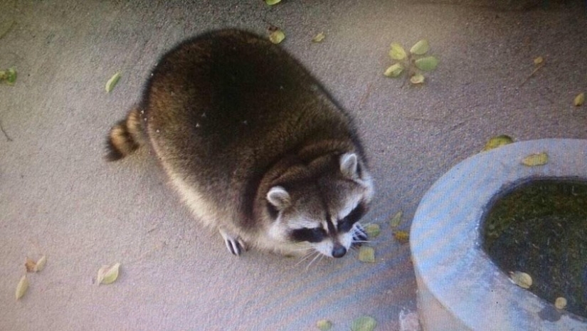 las 100 mejores fotos de Mapaches de todos los tiempos