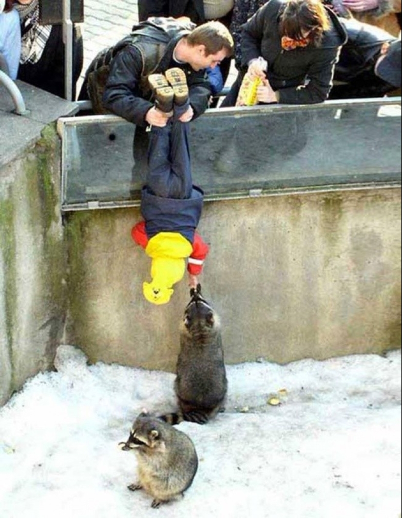 las 100 mejores fotos de Mapaches de todos los tiempos