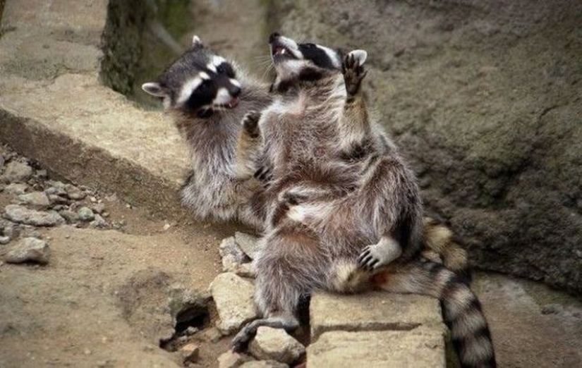 las 100 mejores fotos de Mapaches de todos los tiempos