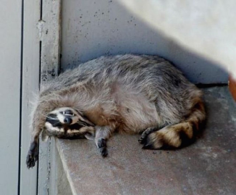 las 100 mejores fotos de Mapaches de todos los tiempos