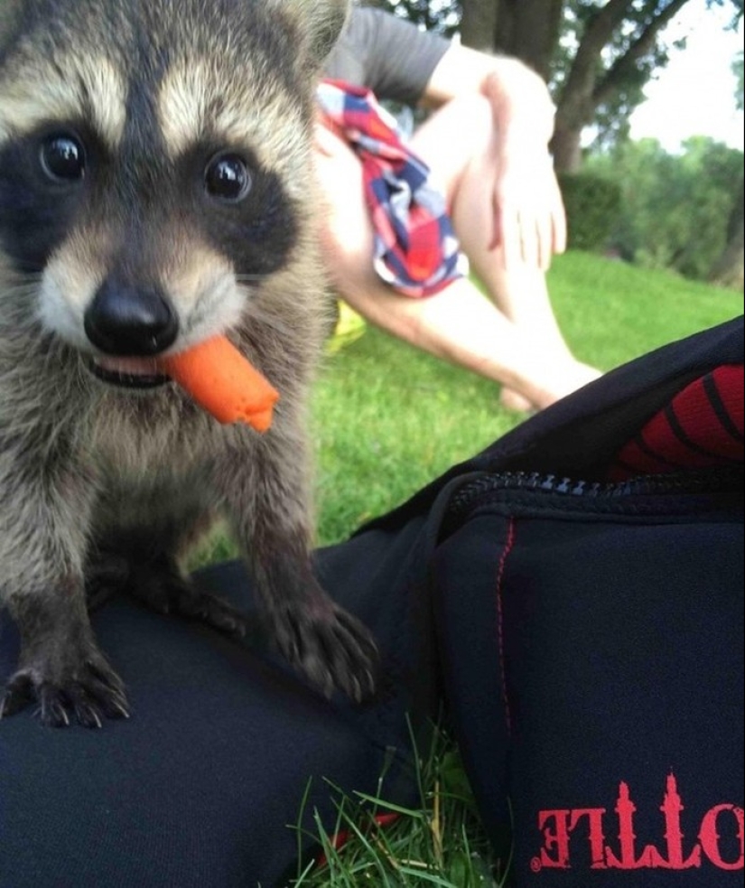 las 100 mejores fotos de Mapaches de todos los tiempos