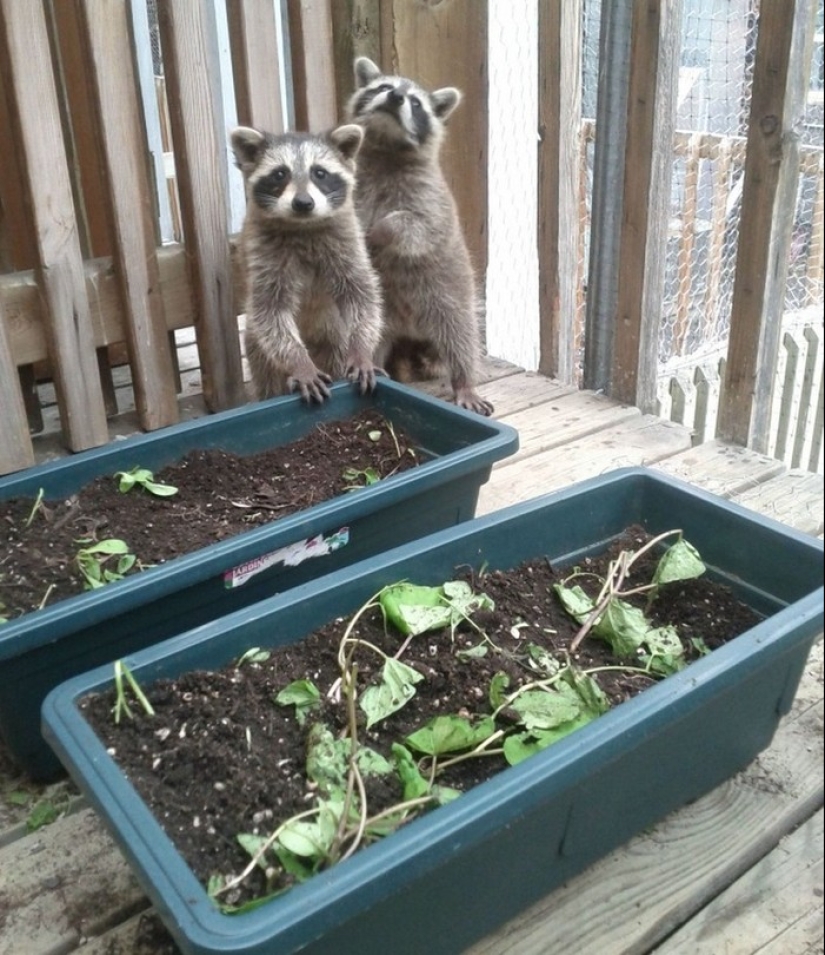 las 100 mejores fotos de Mapaches de todos los tiempos