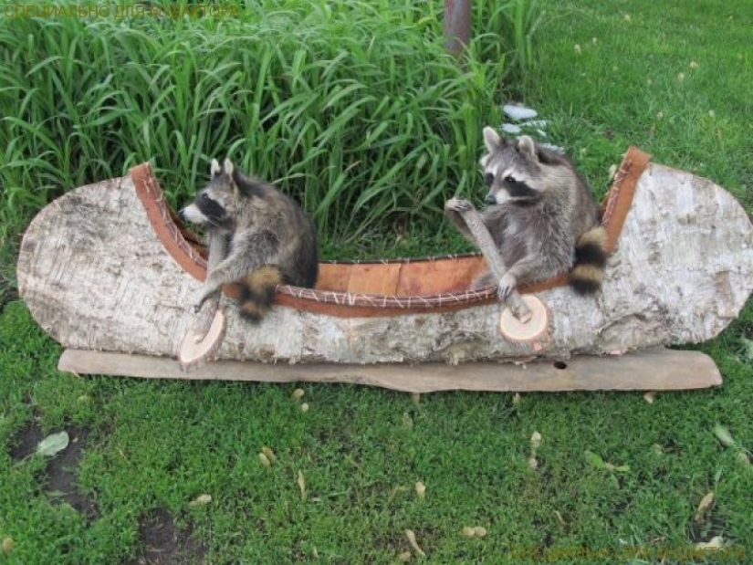 las 100 mejores fotos de Mapaches de todos los tiempos