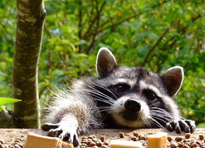 las 100 mejores fotos de Mapaches de todos los tiempos