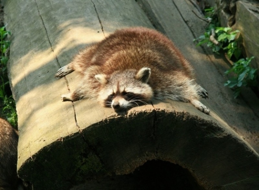 las 100 mejores fotos de Mapaches de todos los tiempos