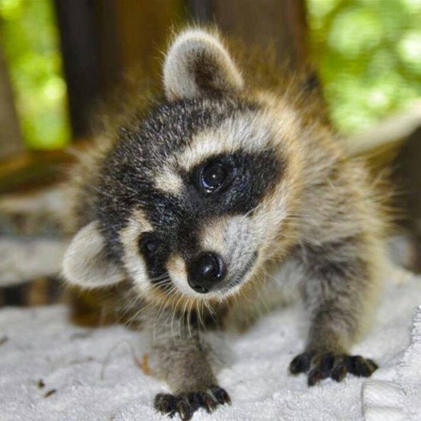 las 100 mejores fotos de Mapaches de todos los tiempos