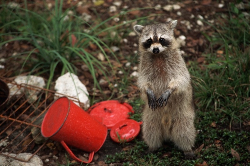 las 100 mejores fotos de Mapaches de todos los tiempos