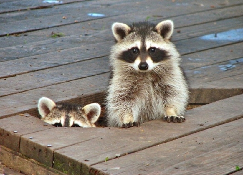 las 100 mejores fotos de Mapaches de todos los tiempos