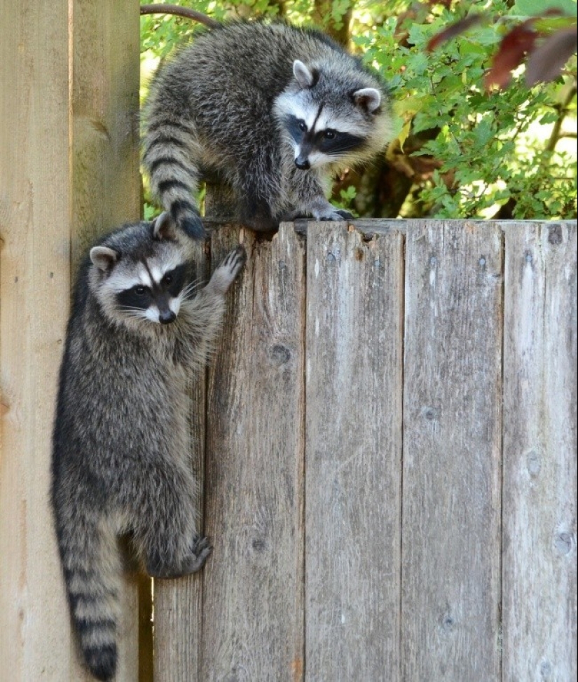 las 100 mejores fotos de Mapaches de todos los tiempos