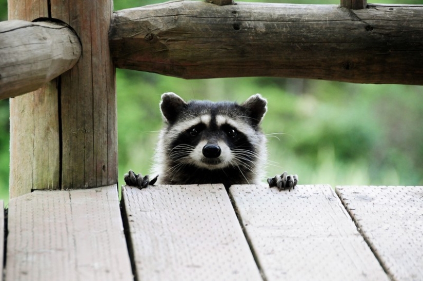 las 100 mejores fotos de Mapaches de todos los tiempos