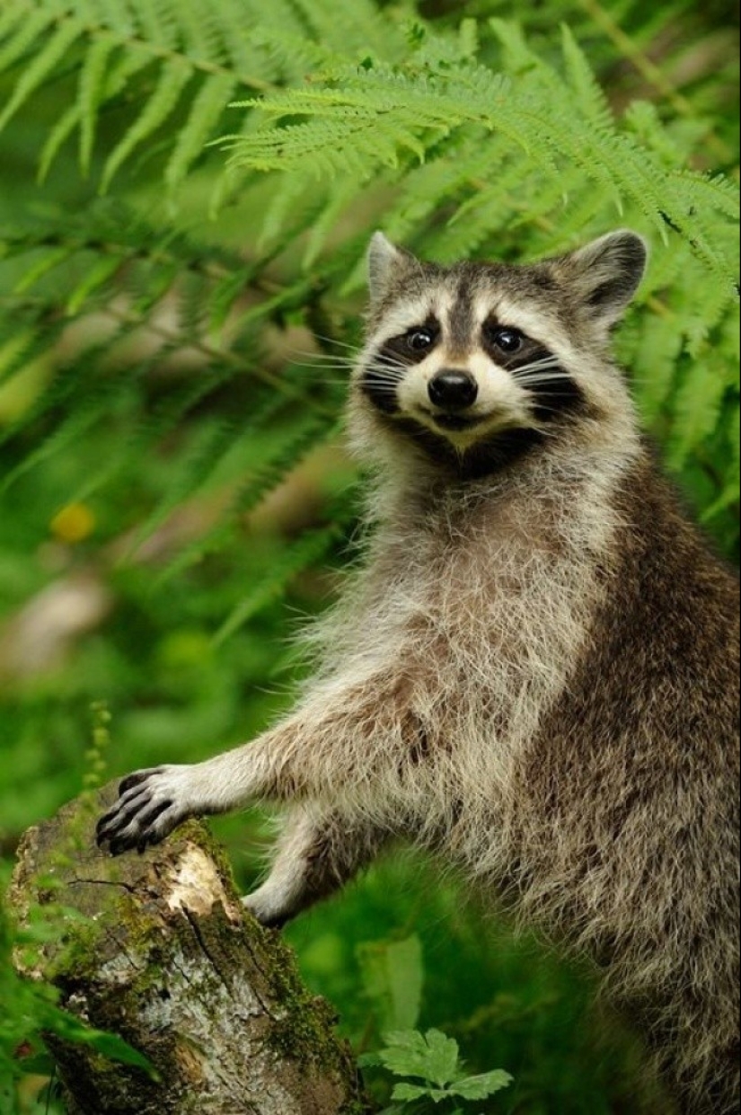 las 100 mejores fotos de Mapaches de todos los tiempos