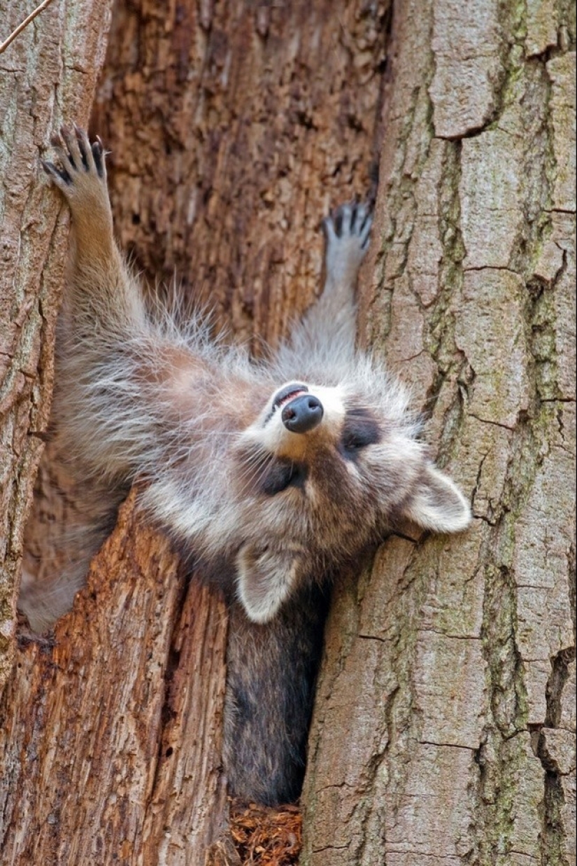 las 100 mejores fotos de Mapaches de todos los tiempos