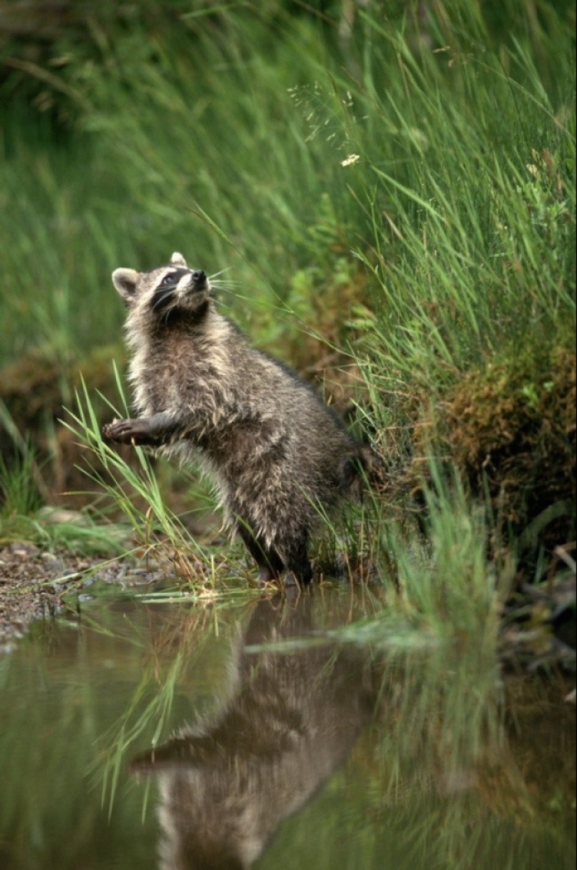 las 100 mejores fotos de Mapaches de todos los tiempos