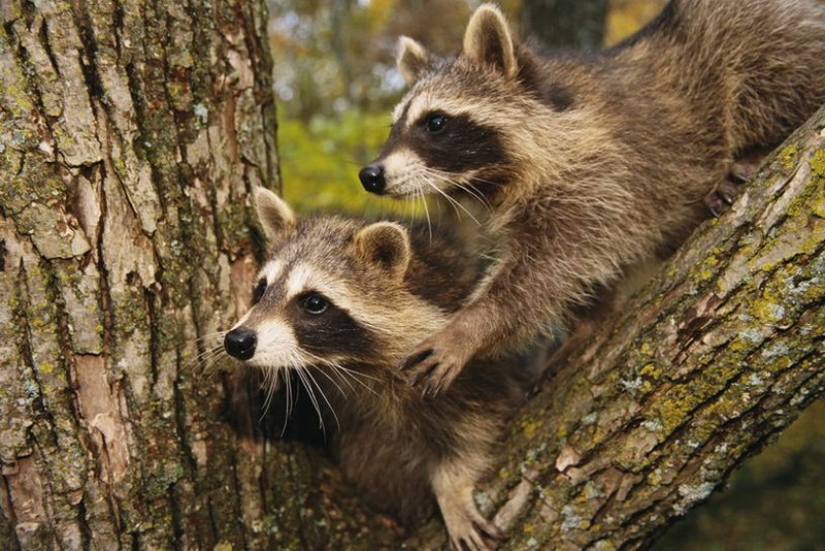 las 100 mejores fotos de Mapaches de todos los tiempos