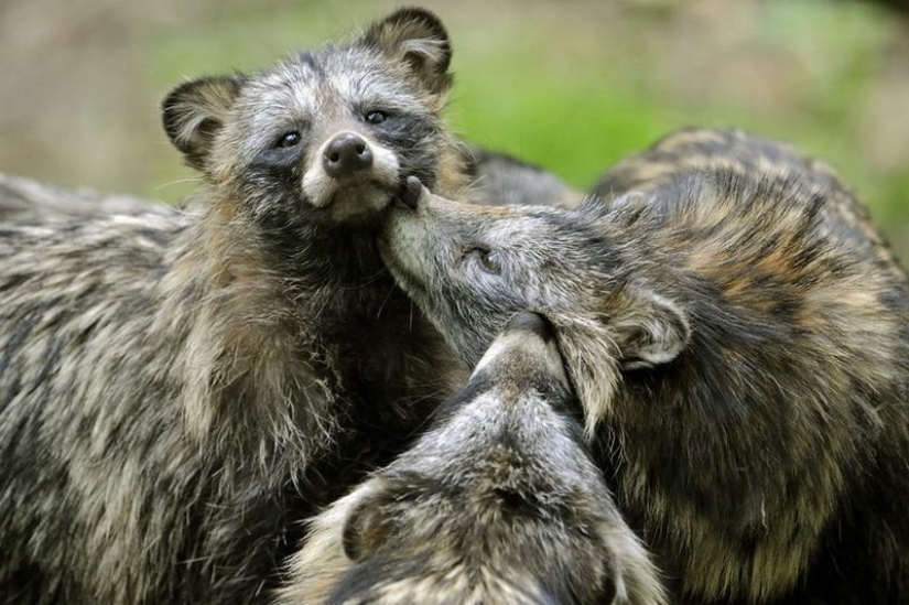 las 100 mejores fotos de Mapaches de todos los tiempos