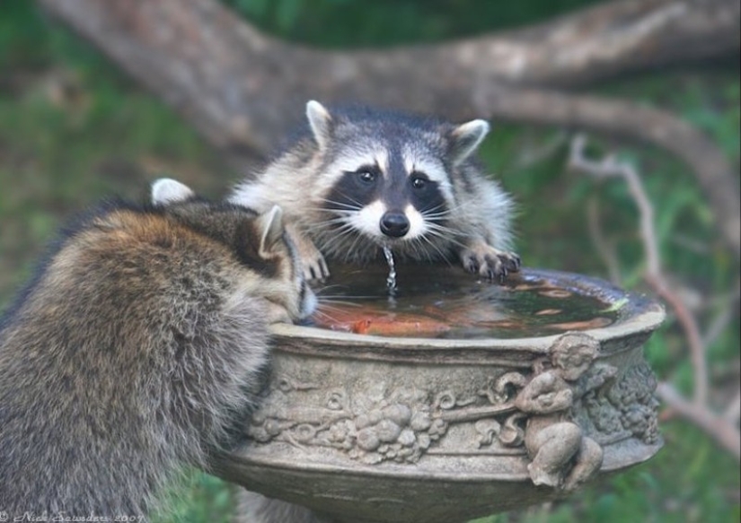 las 100 mejores fotos de Mapaches de todos los tiempos