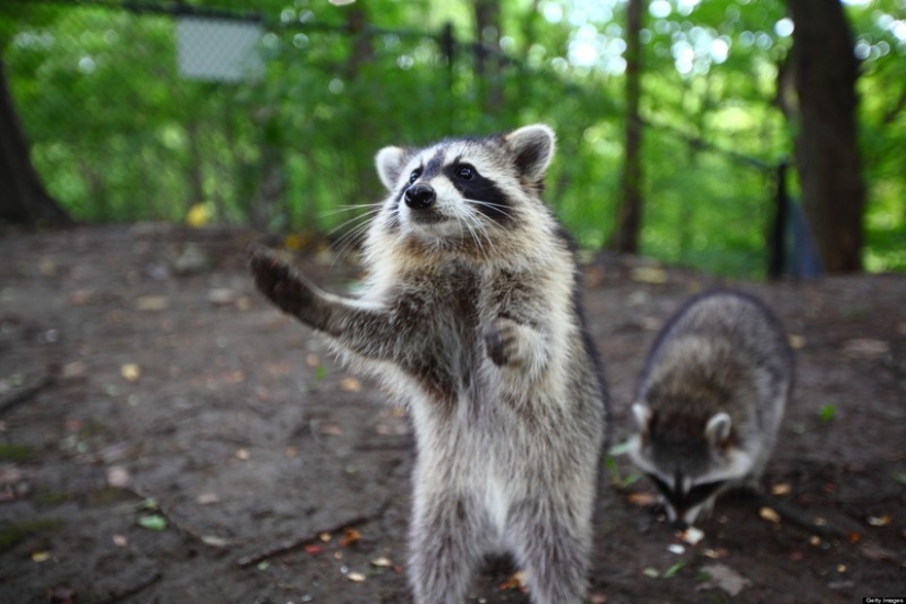 las 100 mejores fotos de Mapaches de todos los tiempos