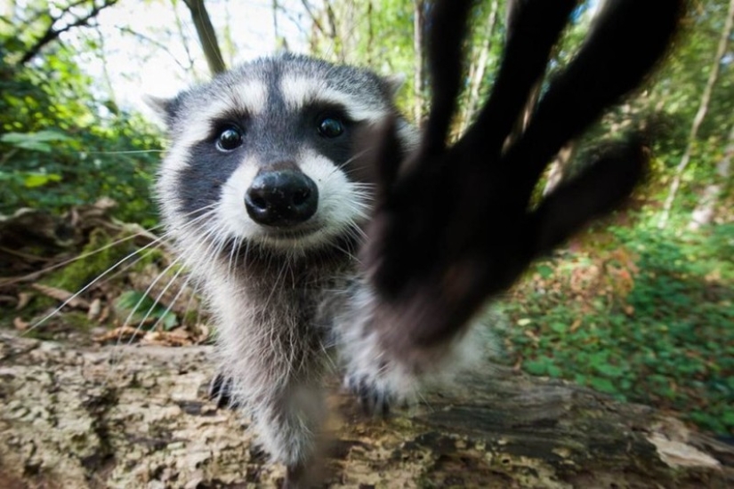 las 100 mejores fotos de Mapaches de todos los tiempos