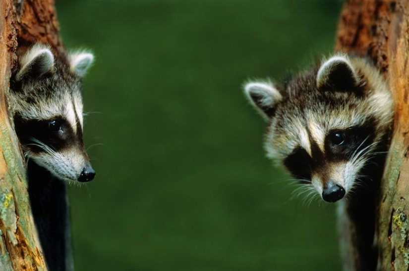 las 100 mejores fotos de Mapaches de todos los tiempos