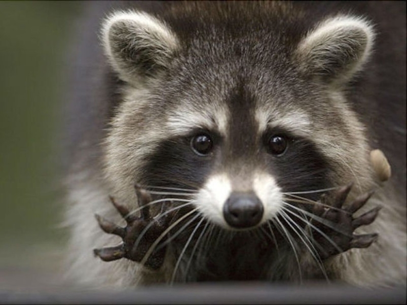 las 100 mejores fotos de Mapaches de todos los tiempos