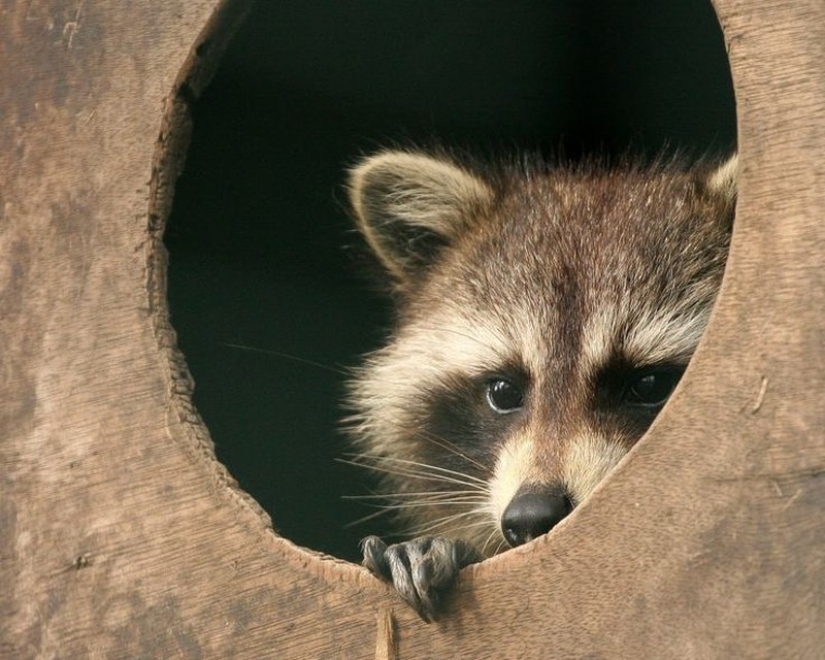 las 100 mejores fotos de Mapaches de todos los tiempos