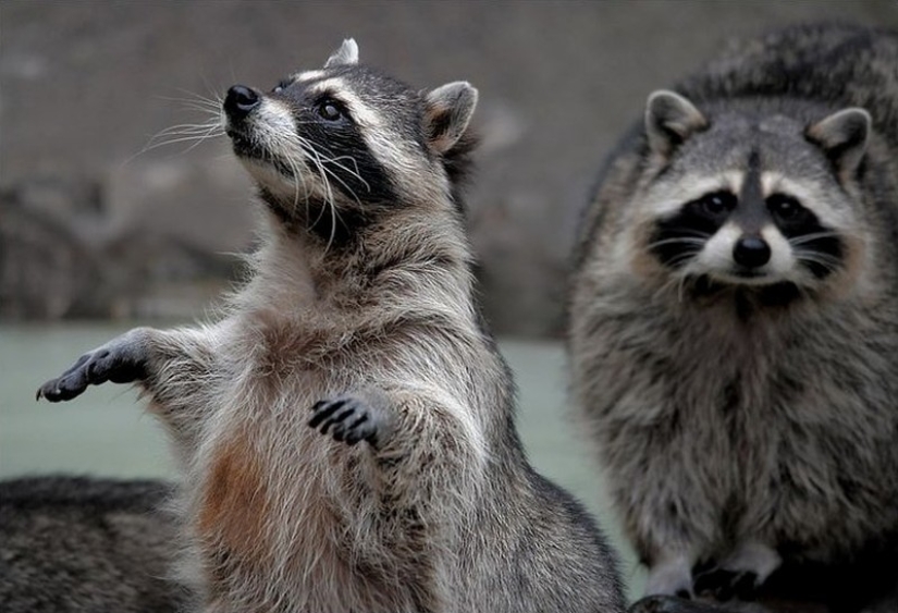 las 100 mejores fotos de Mapaches de todos los tiempos