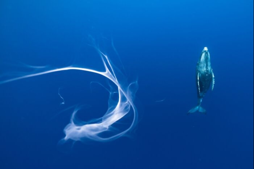 Las 15 mejores fotografías de 2024 según los Siena International Photo Awards