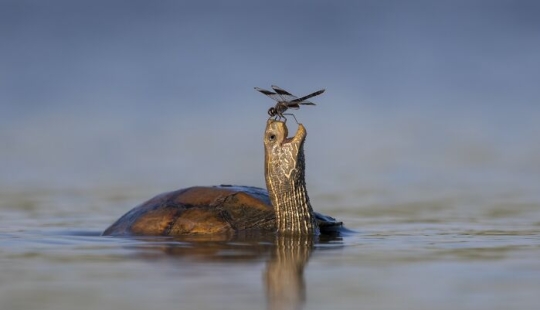 Las 15 mejores fotografías de vida salvaje de 2024 según el Museo de Historia Natural