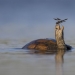 Las 15 mejores fotografías de 2024 según los Siena International Photo Awards