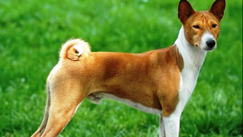 Las 25 razas de perros más peligrosas