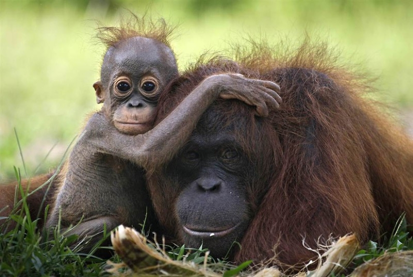 Las 7 Muestras Más Impresionantes de Inteligencia en los Animales