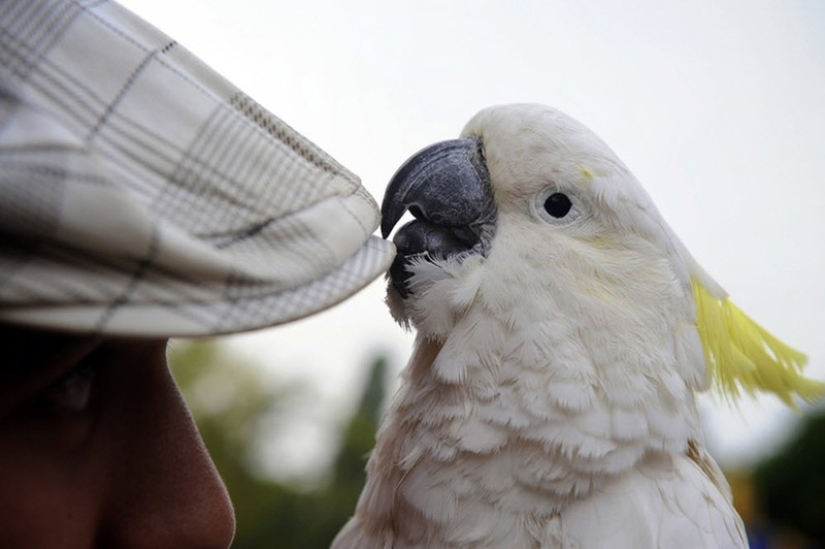 Las 7 Muestras Más Impresionantes de Inteligencia en los Animales