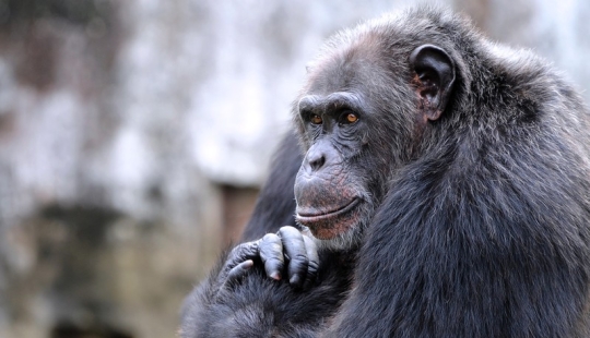 Las 7 Muestras Más Impresionantes de Inteligencia en los Animales