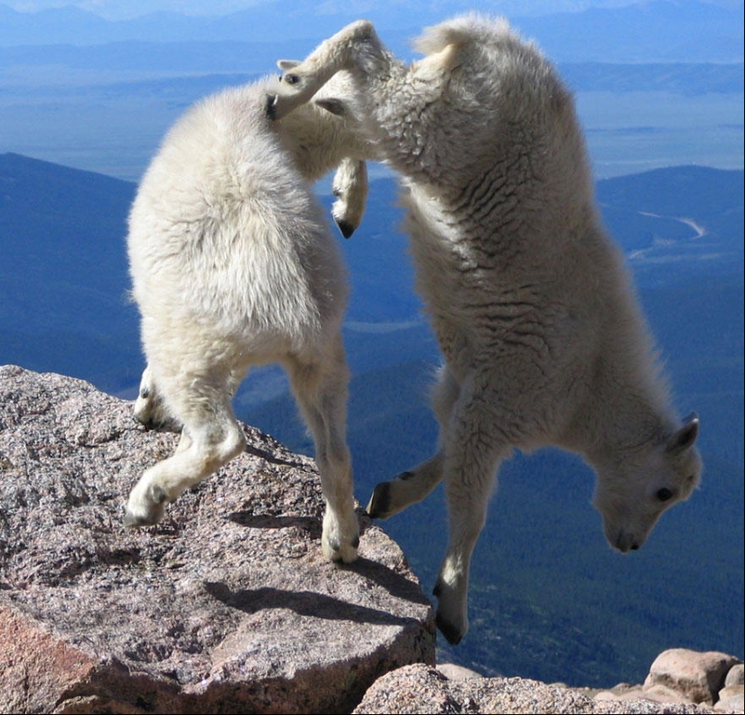 Las cabras, que conoce el miedo a las alturas