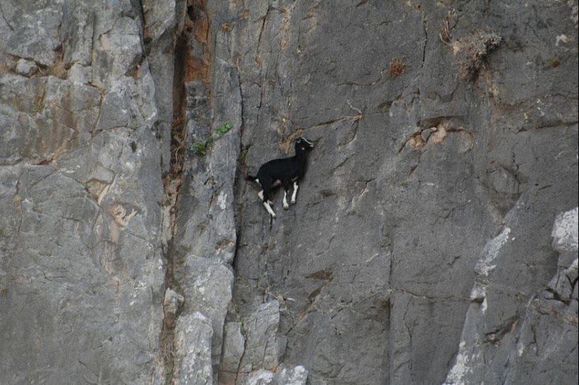 Las cabras, que conoce el miedo a las alturas